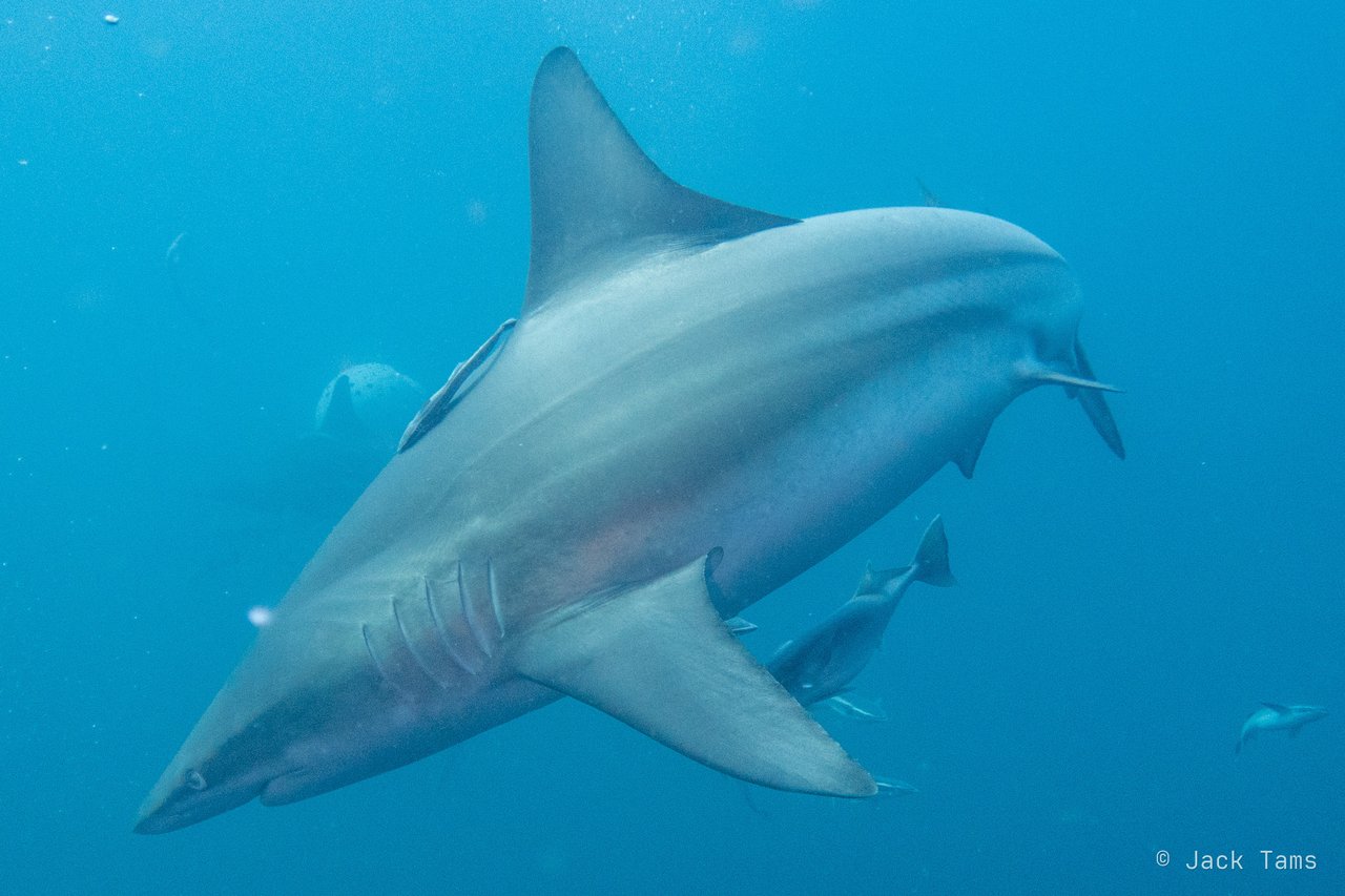 Blacktip