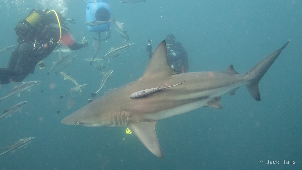 Shark dive