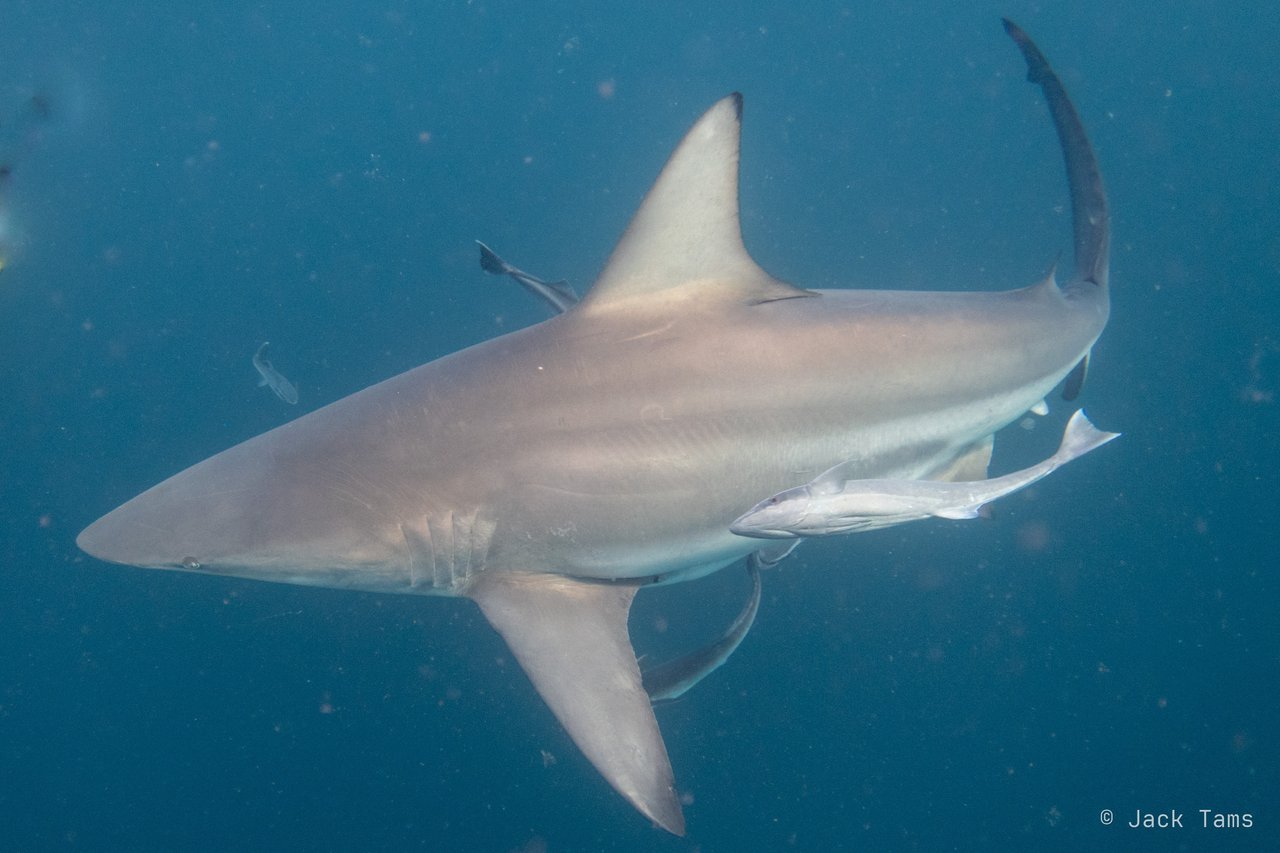 Blacktip and remora