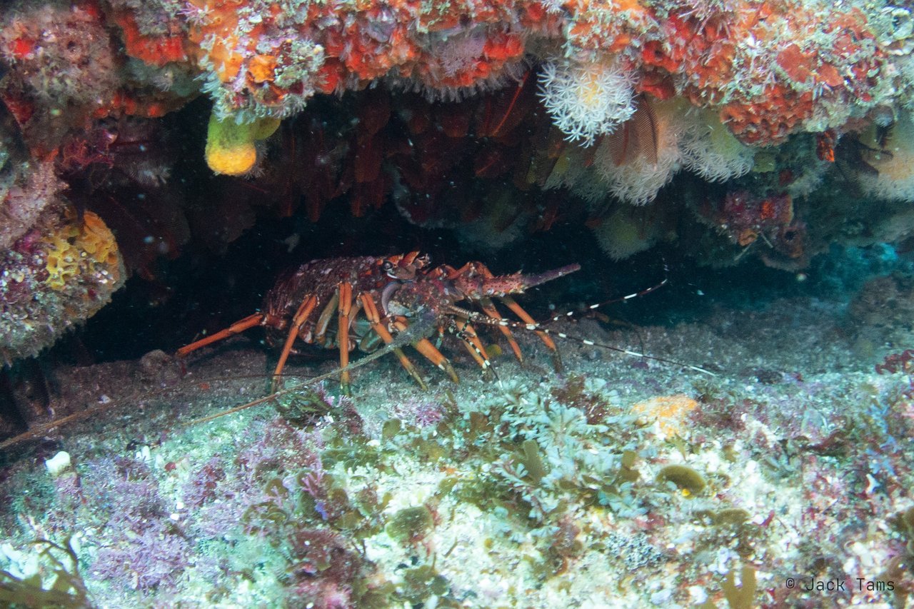 Crayfish