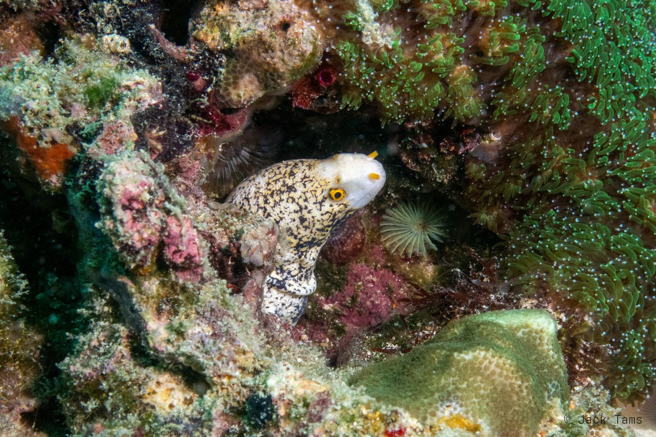 Snowflake moray