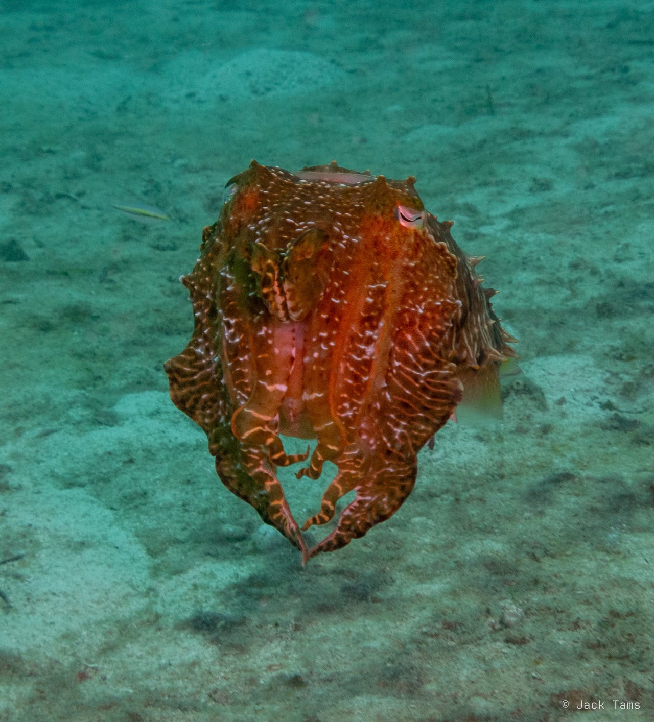 Cuttlefish