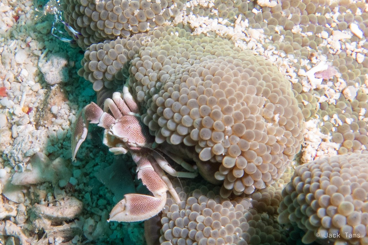 Porcelain crab