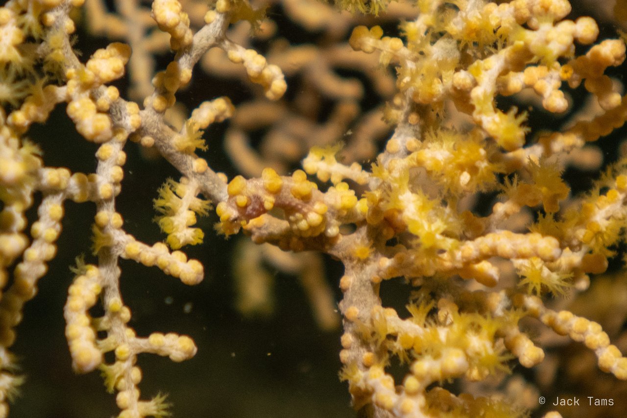 Spot the pygmy seahorse