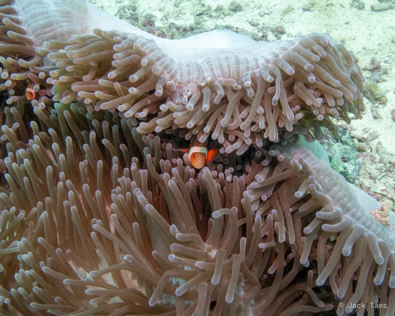 Anemonefish