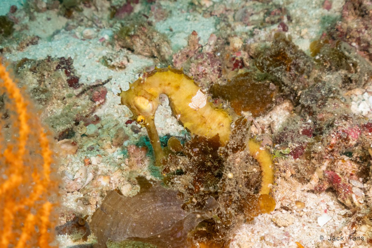 Yellow seahorse
