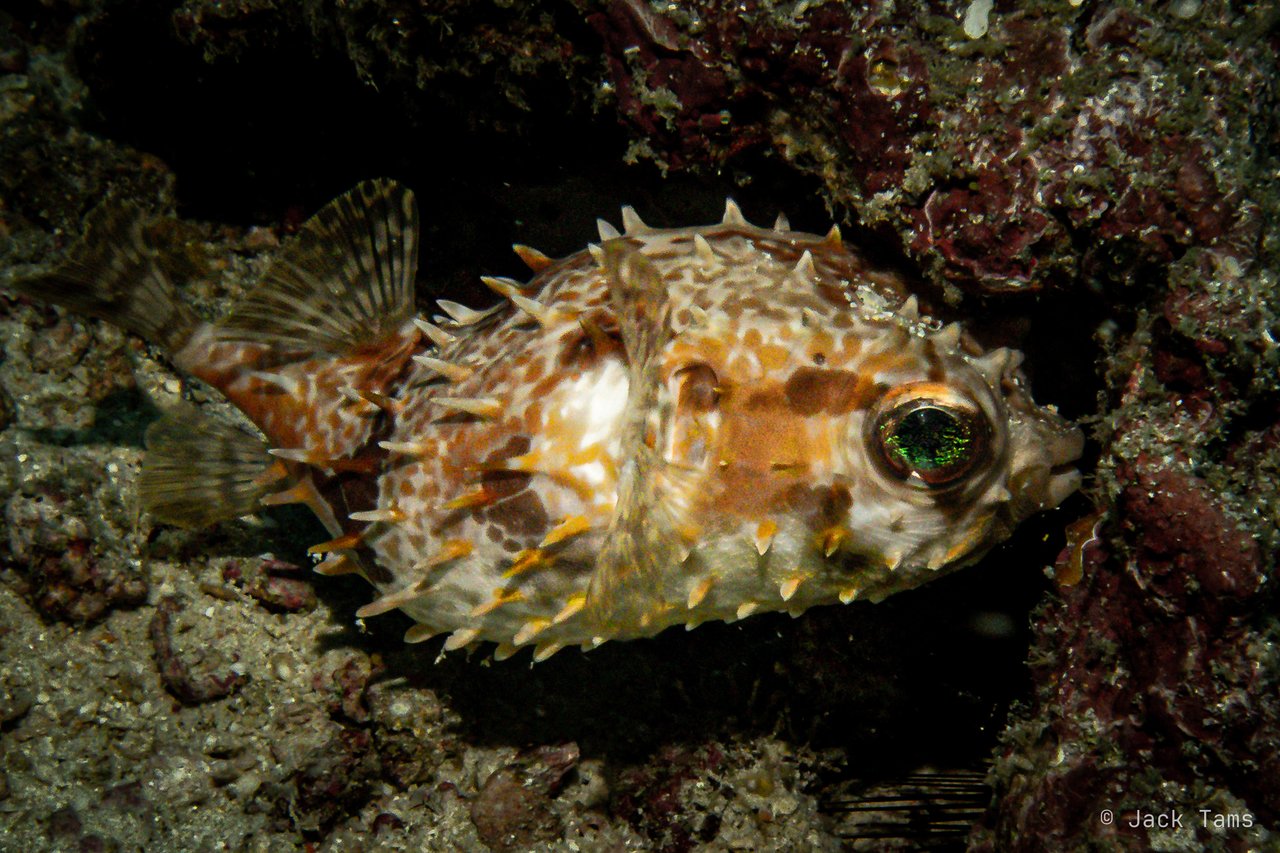 Porcupinefish