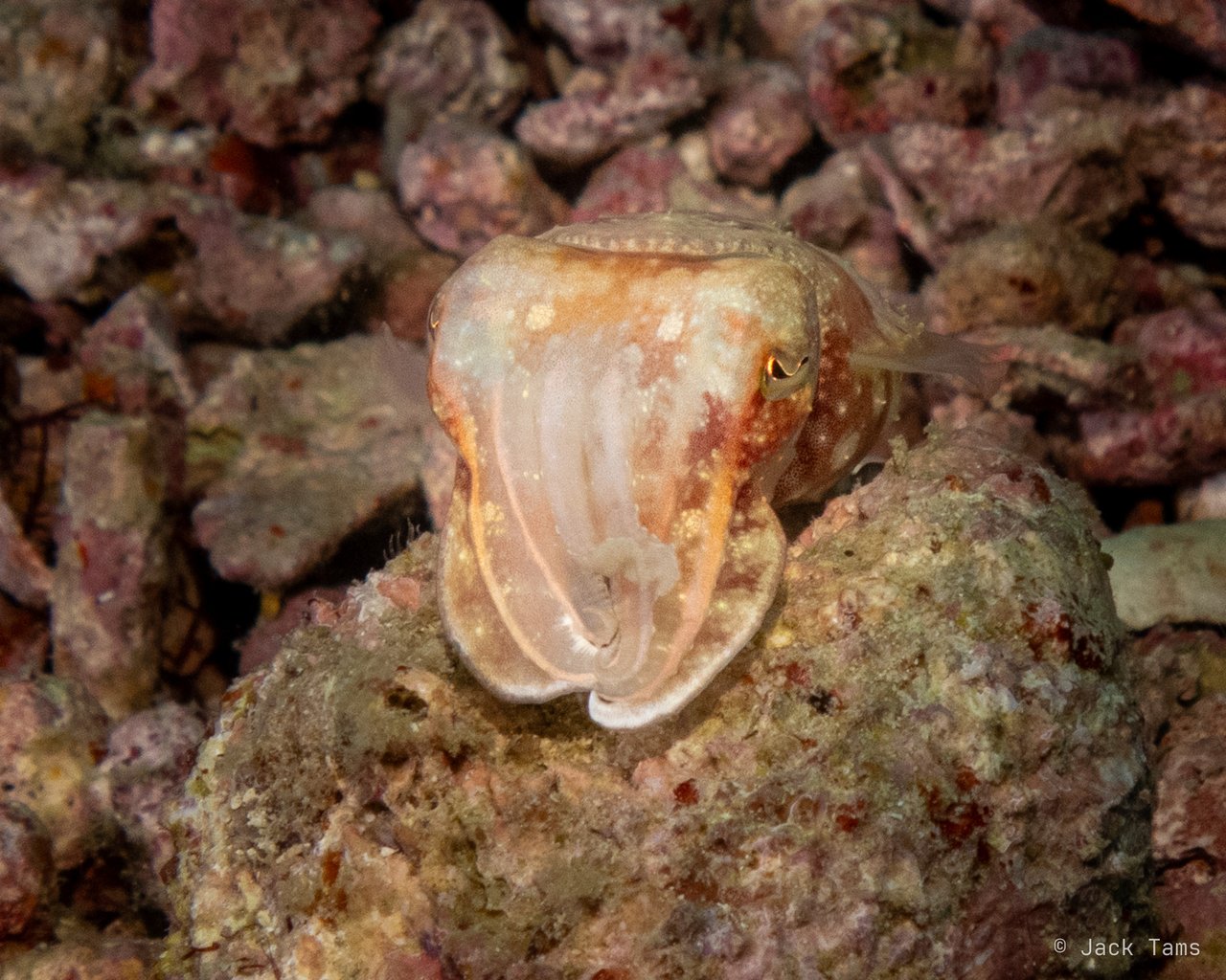 Cuttlefish on the rubble