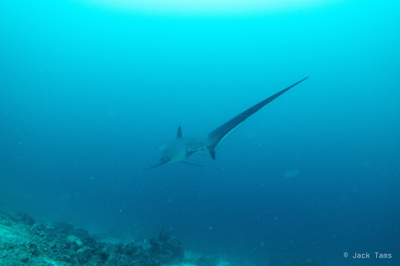 Monad Shoal
