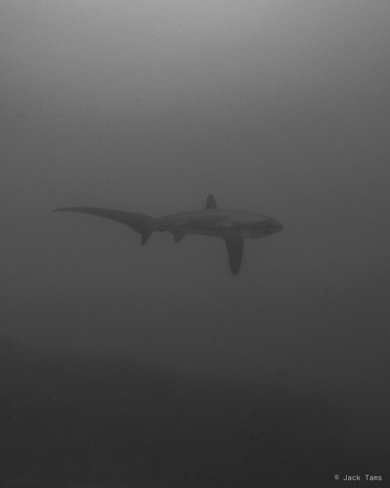 One more thresher