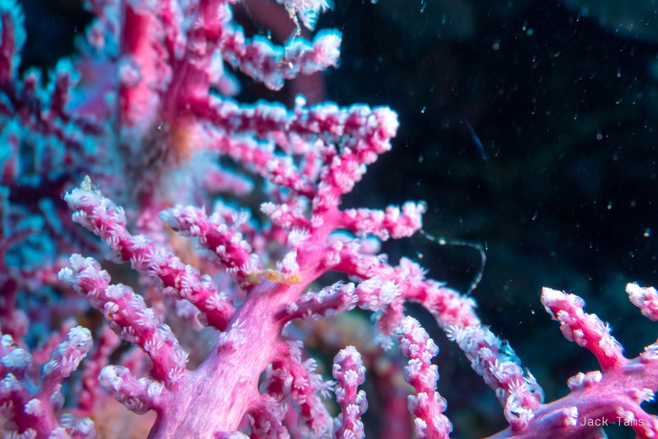 Pink sea fan