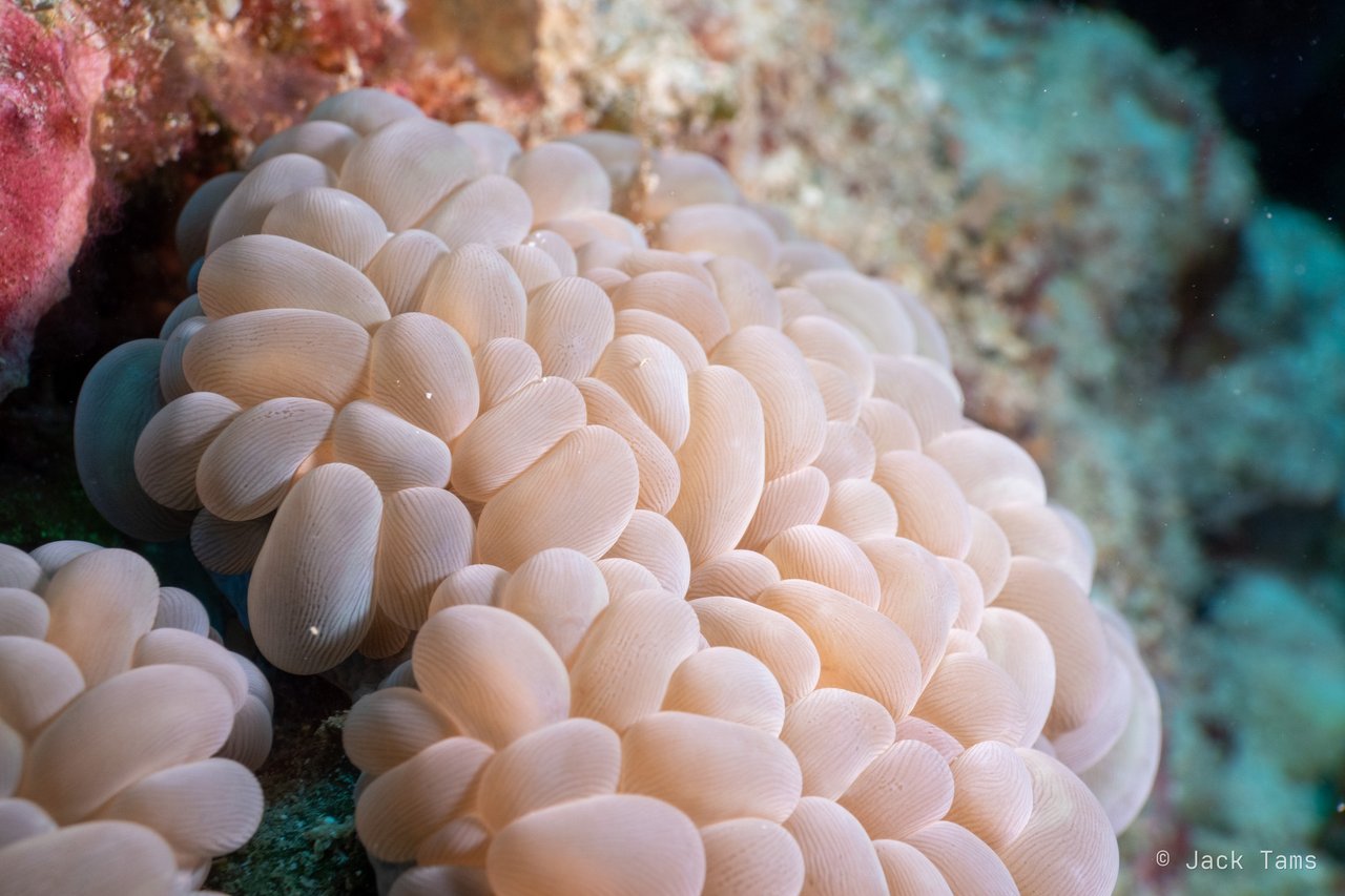 Bubble coral