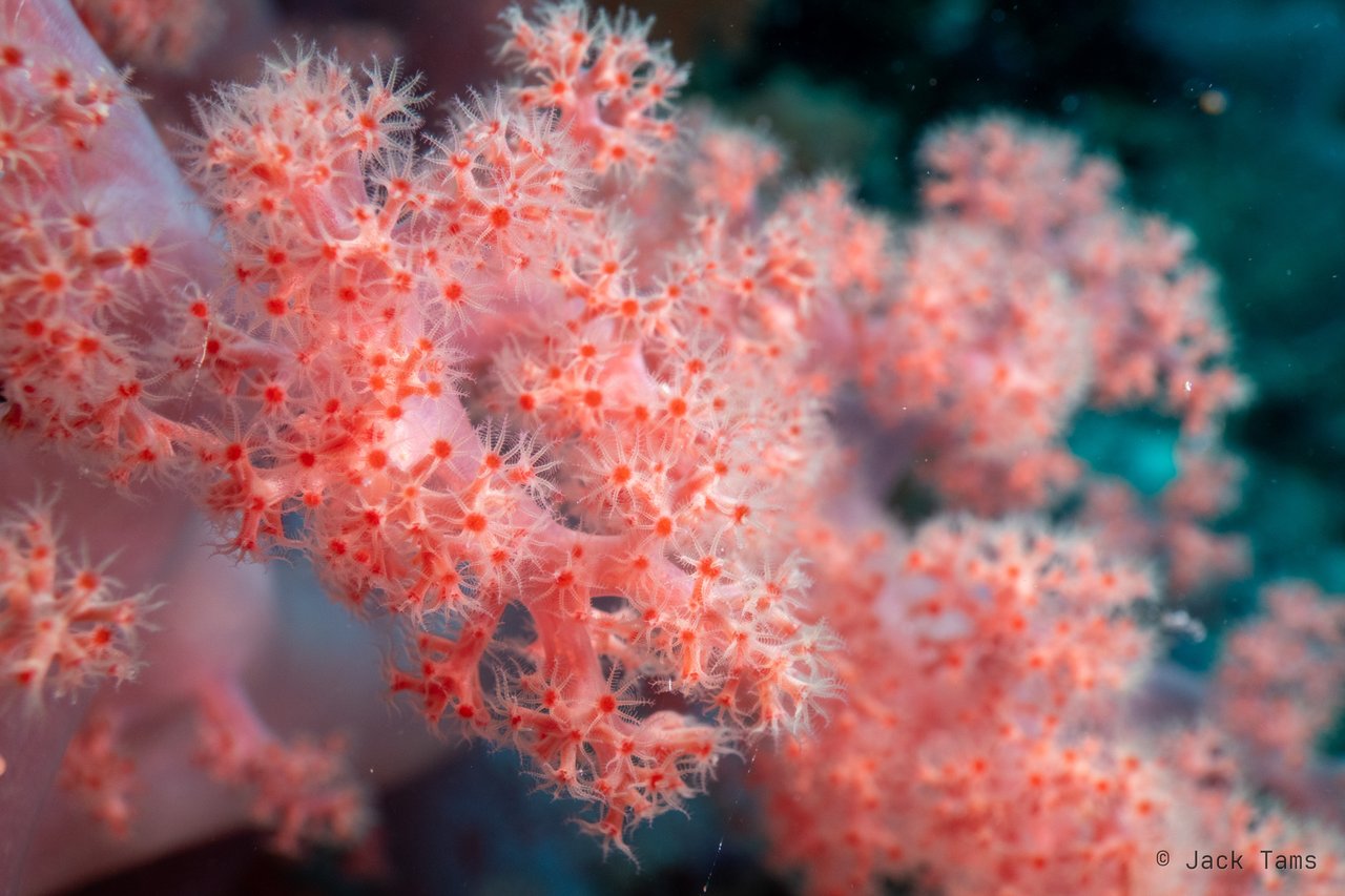 Soft coral