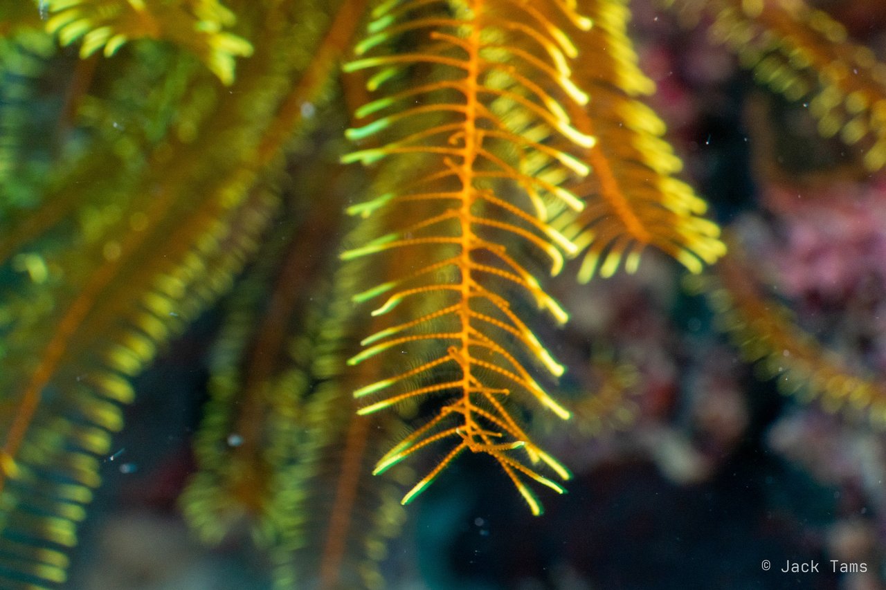 Feather star