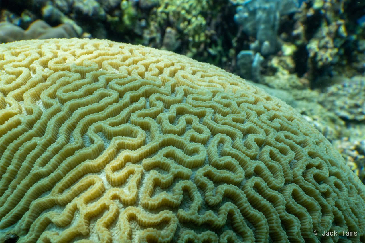 Brain coral