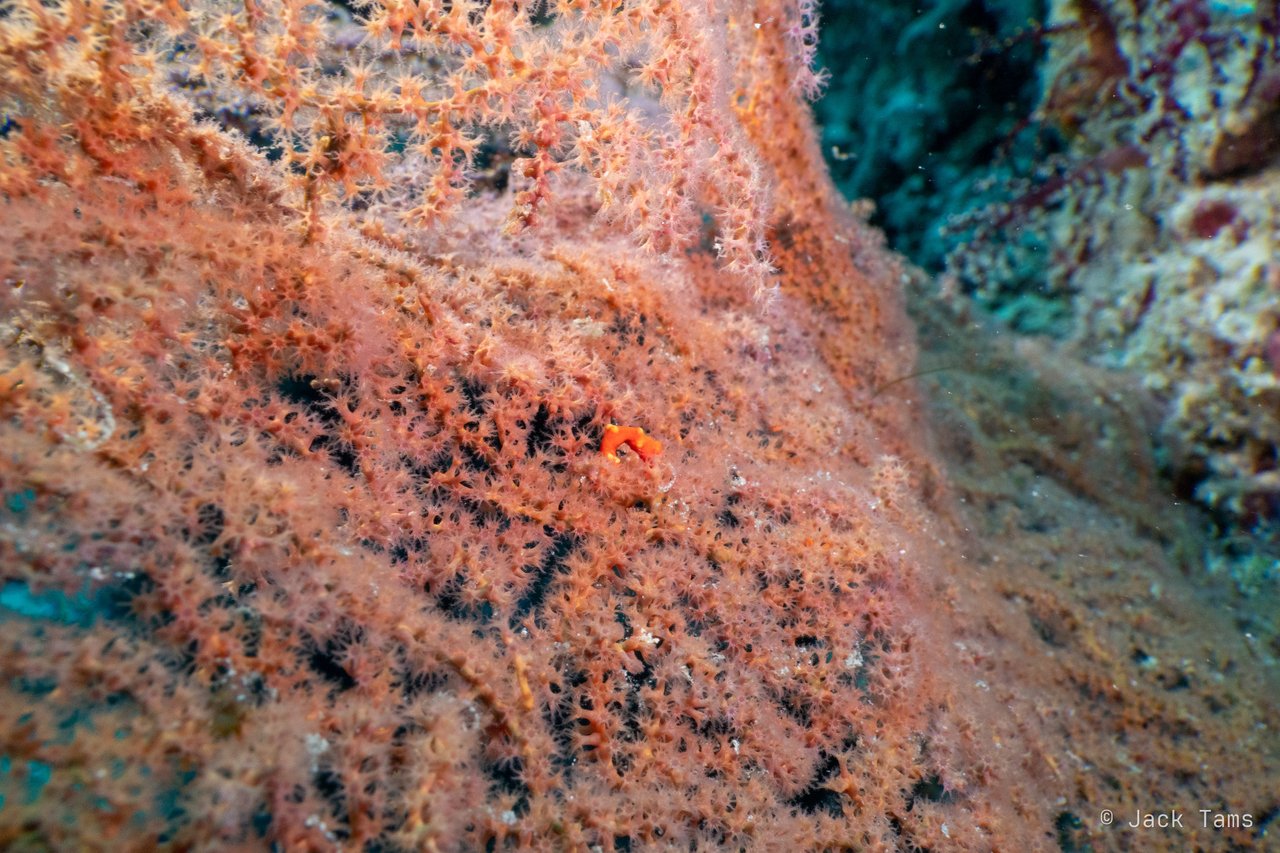 Orange sea fan