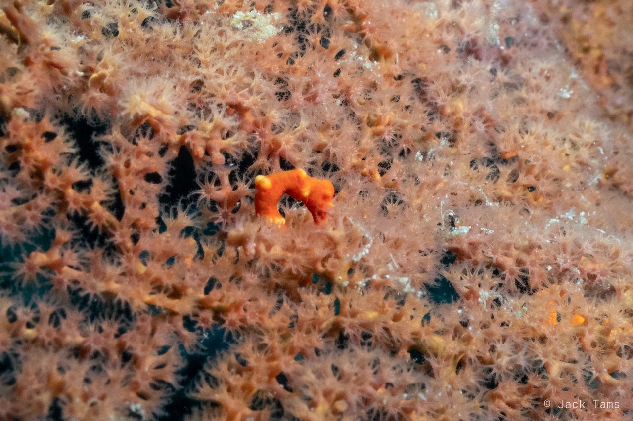 Pygmy seahorse
