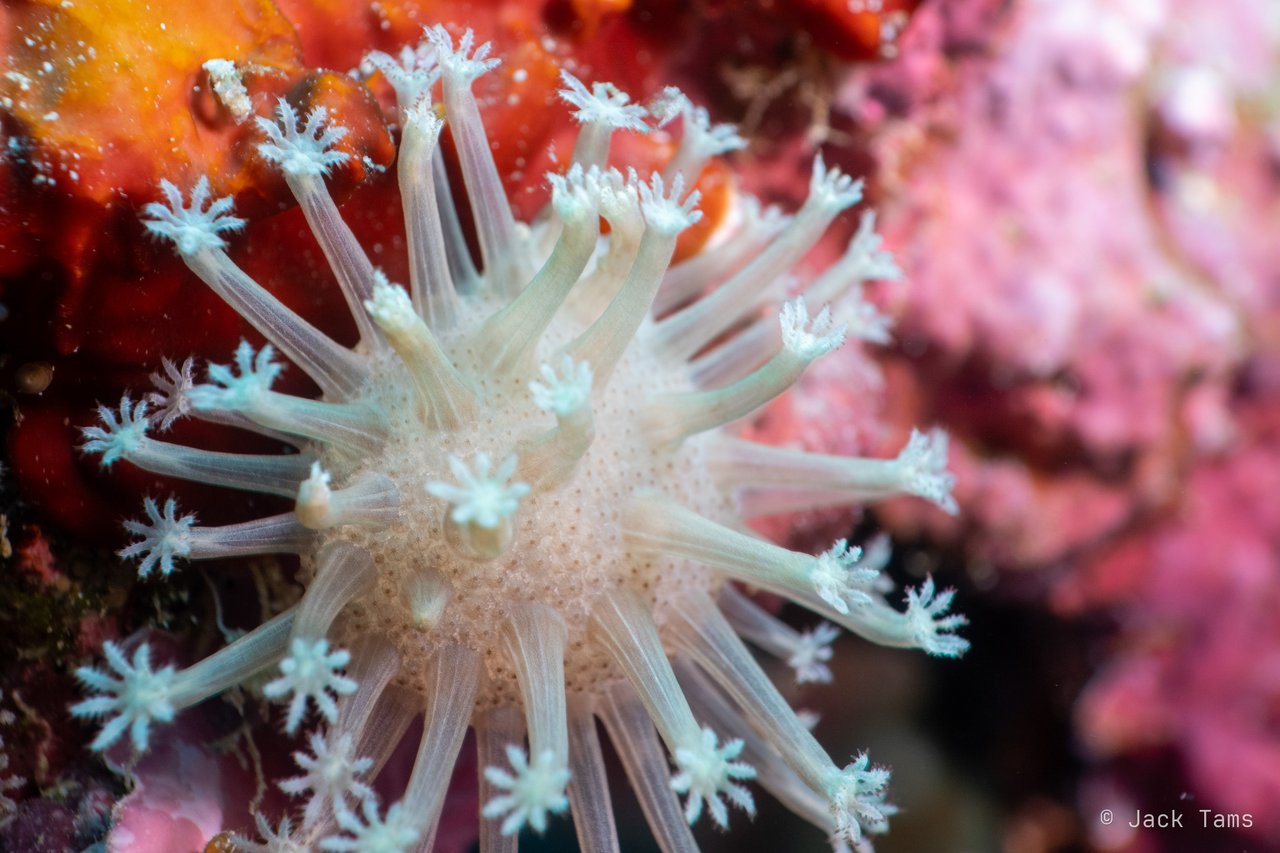 Polyps