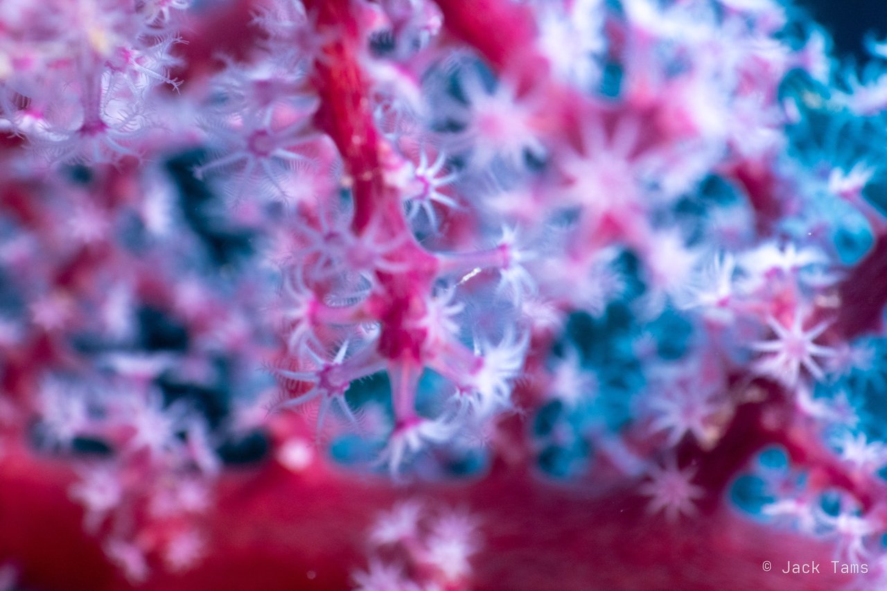 Pink soft coral