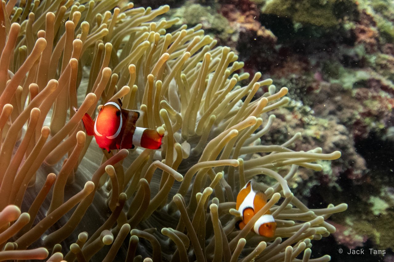 Clownfish