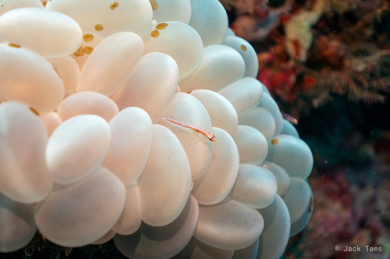 Bubbles