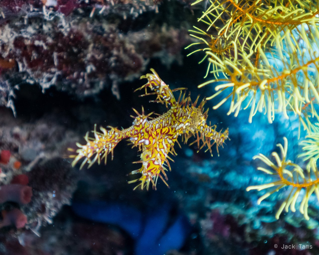 Ornate ghost pipefish