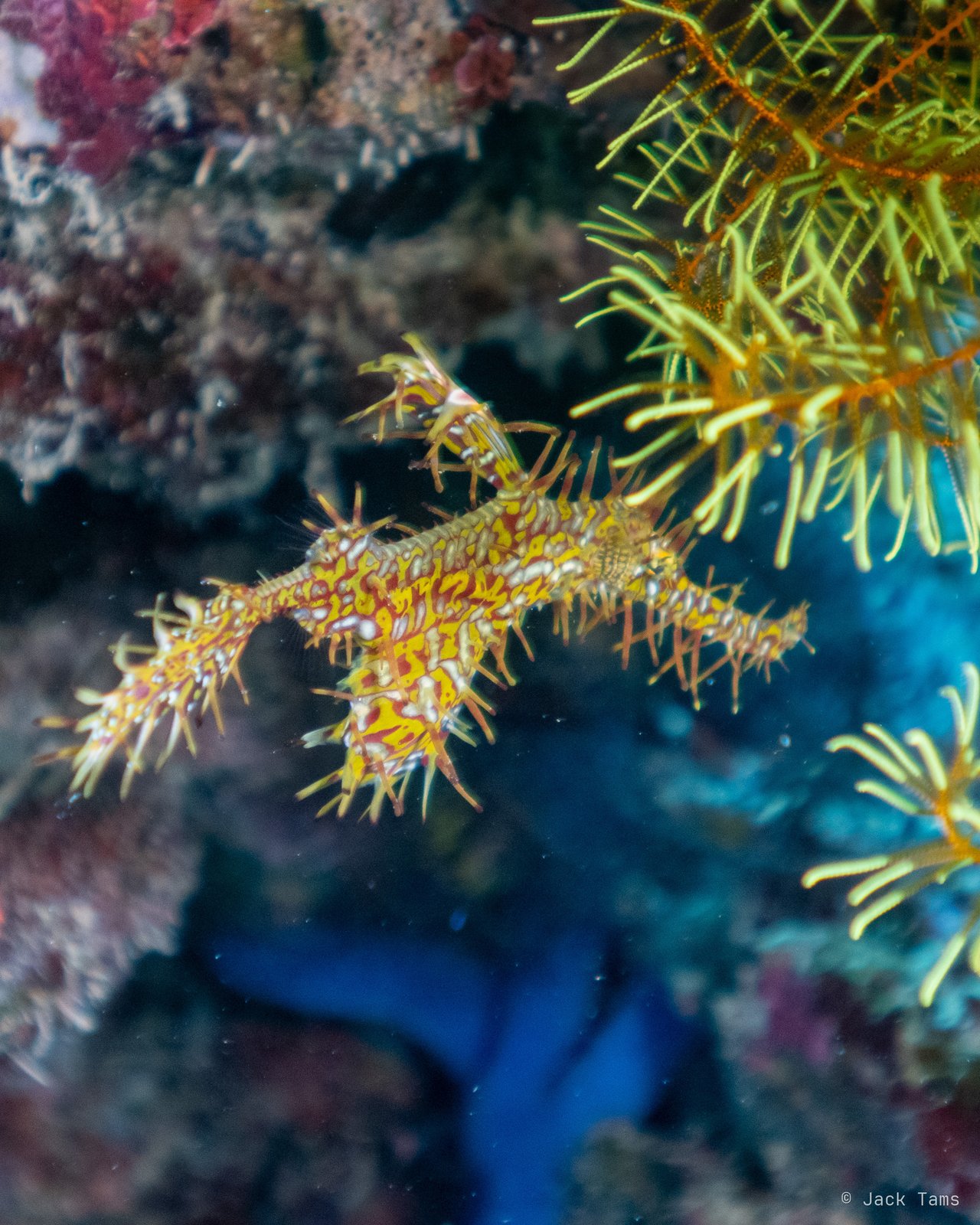 Ghost pipefish