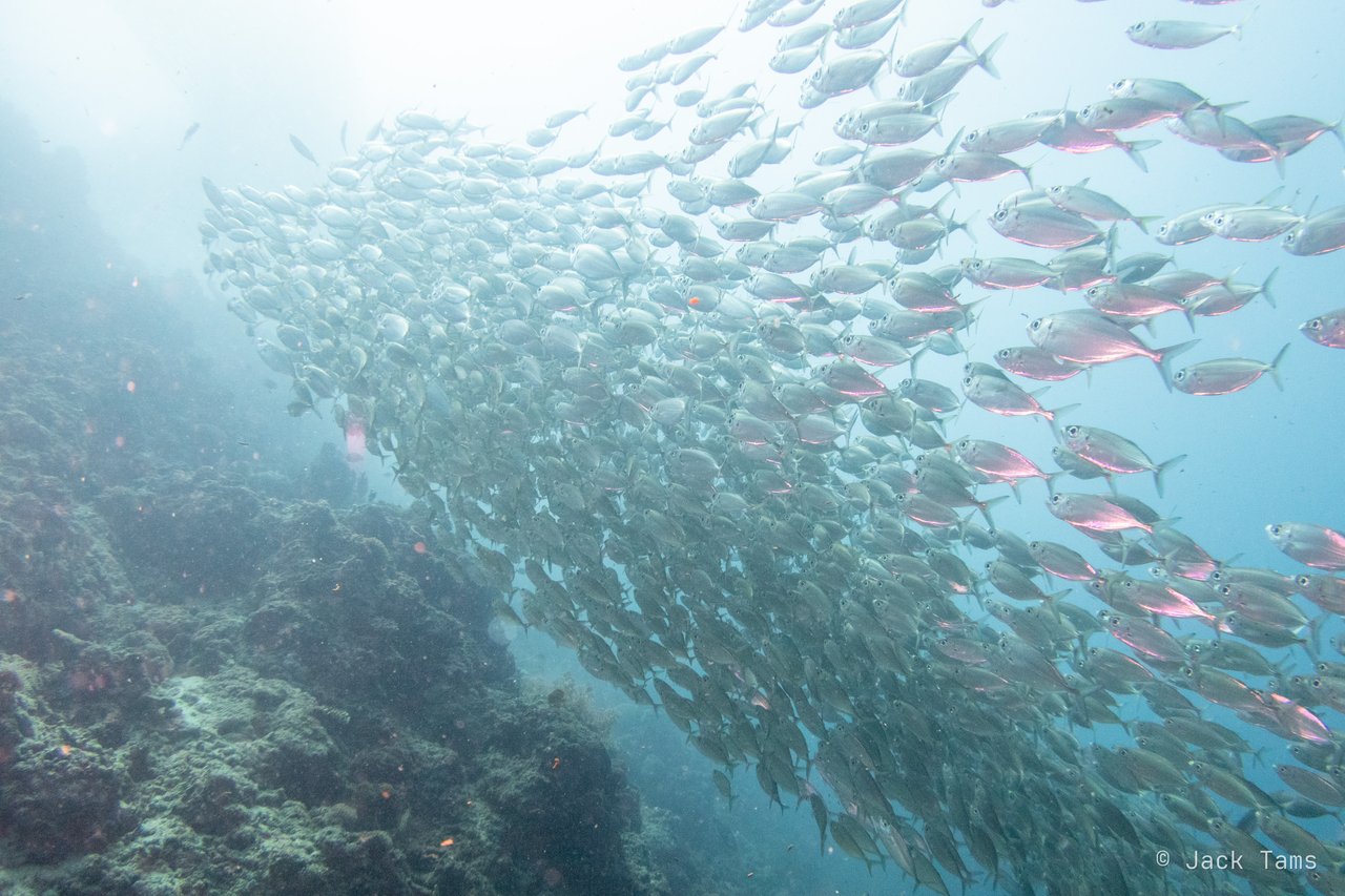 Schooling fish