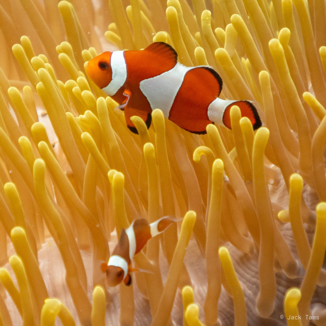 Clownfish