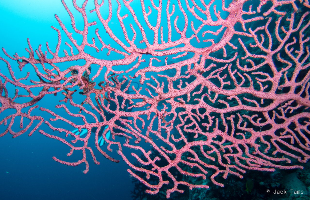 Sea fan in the blue