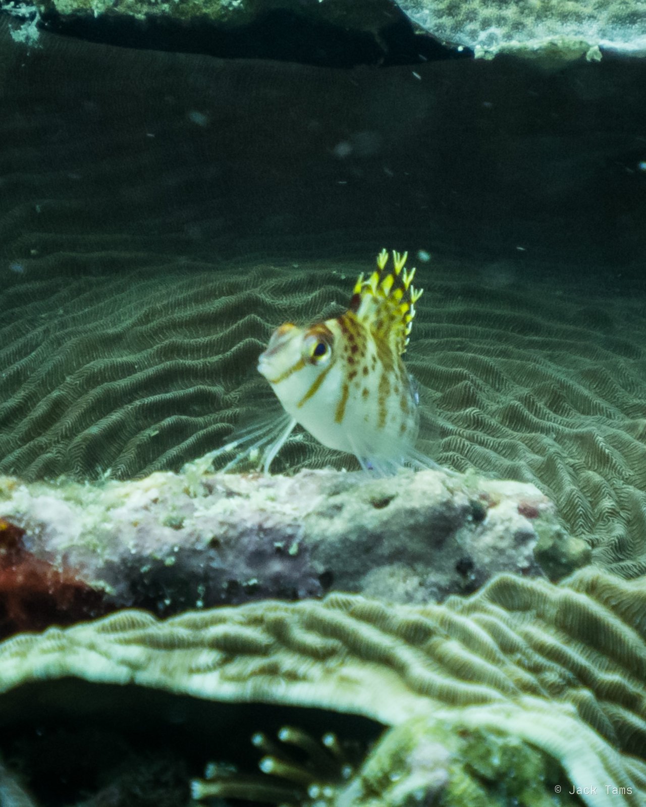 Hawkfish