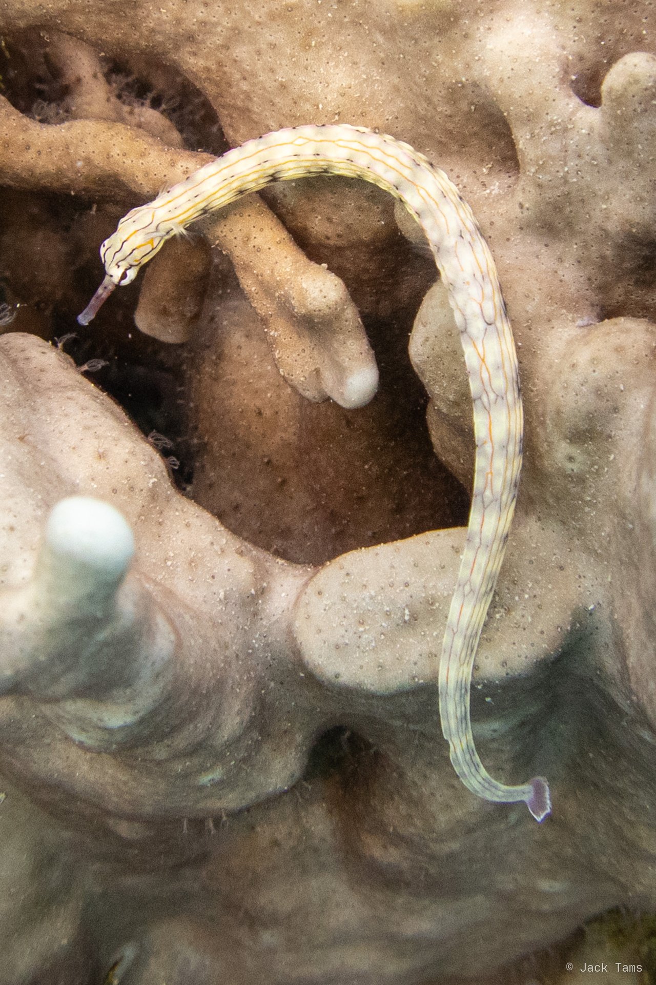 Pipefish