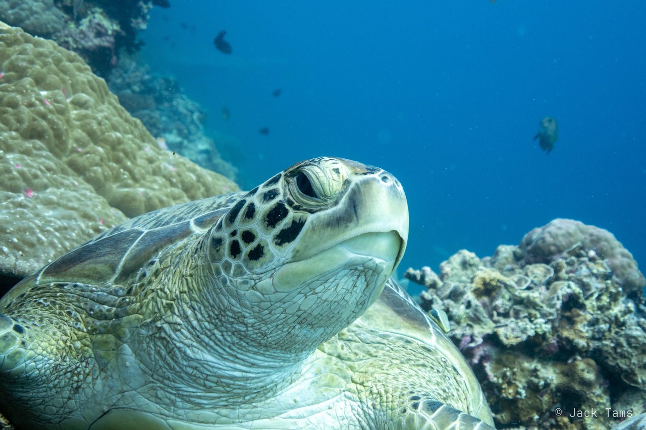 Green turtle