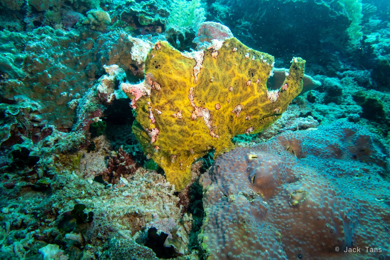 Giant frogfish