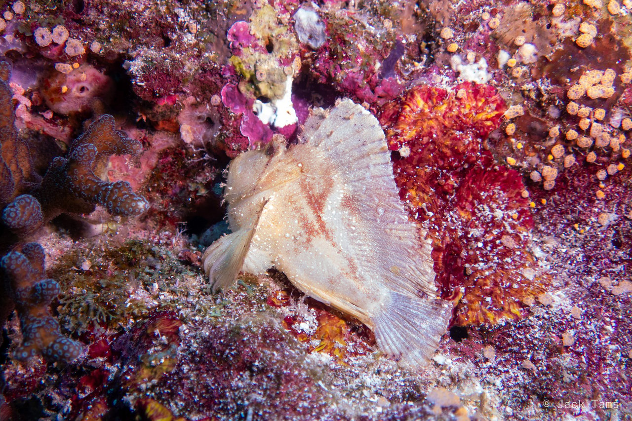 Leaf scorpionfish