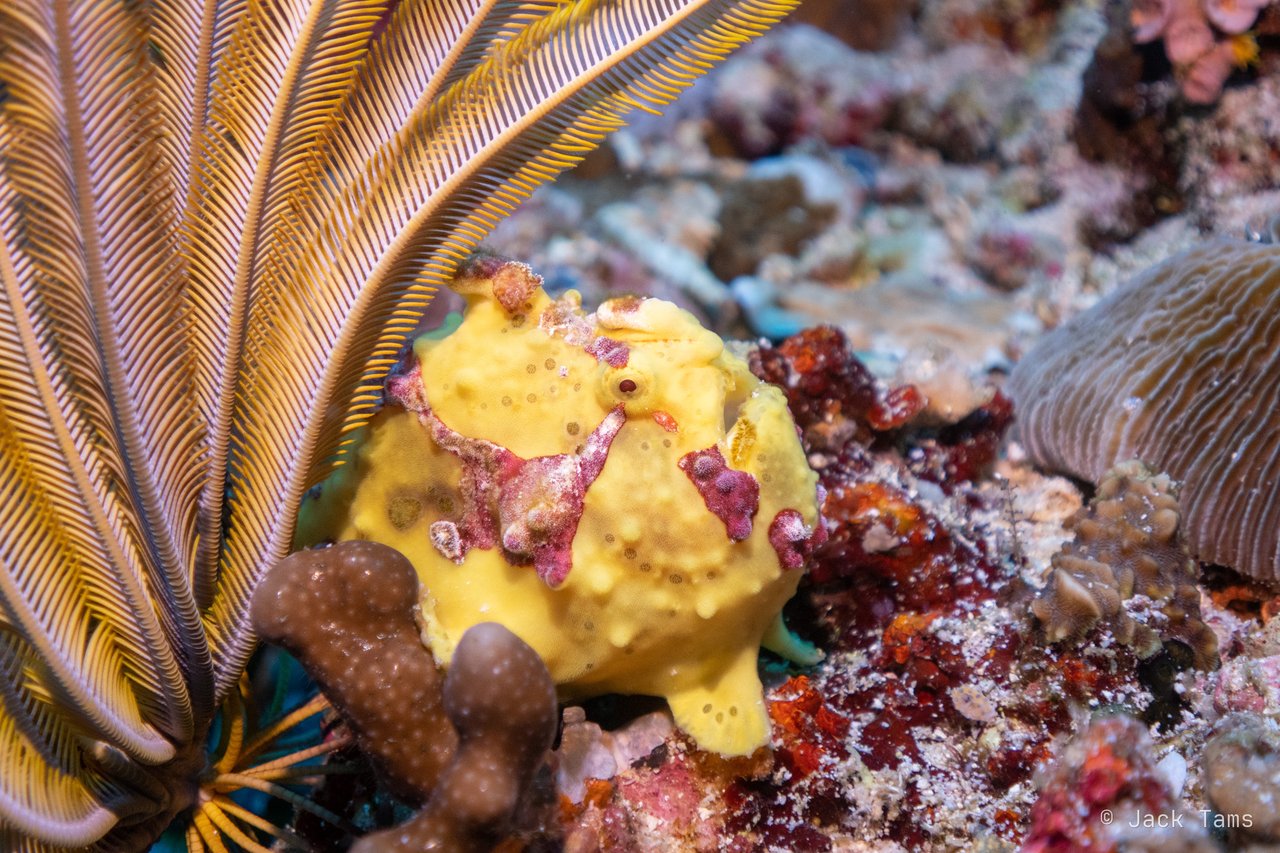 Warty frogfish