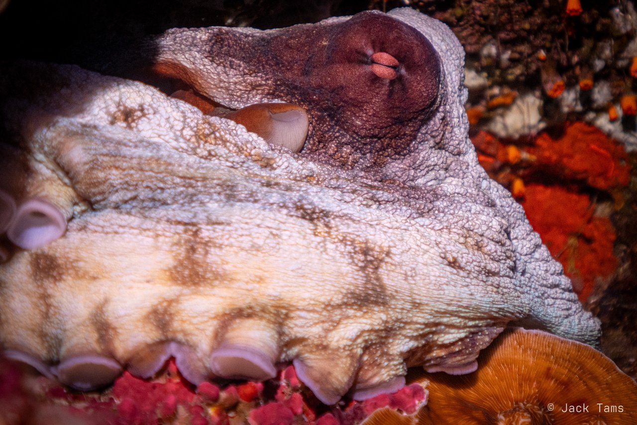 Octopus