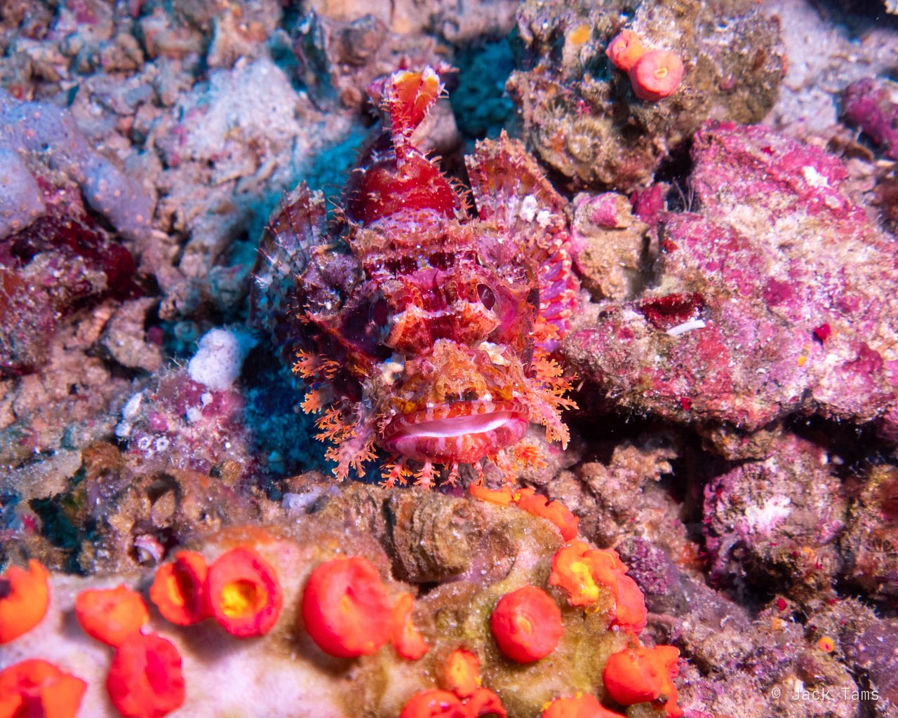 Scorpionfish