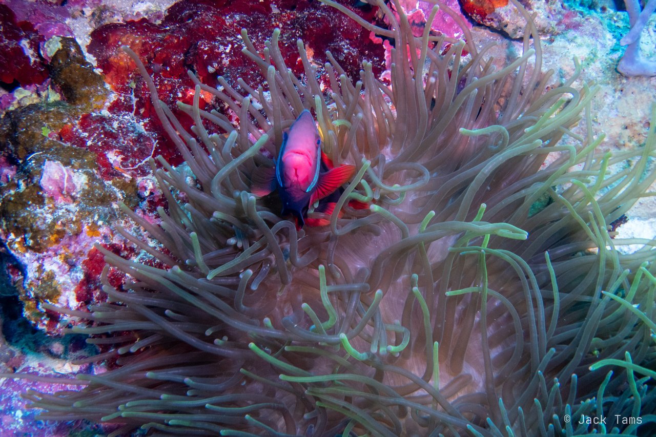 Tomato clownfish
