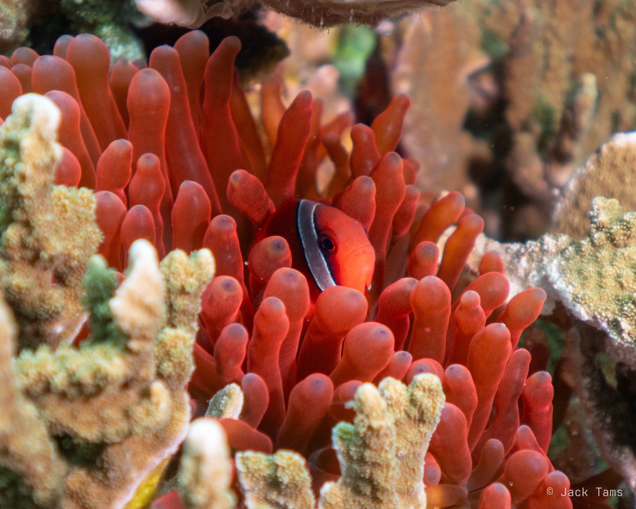 Red anemone