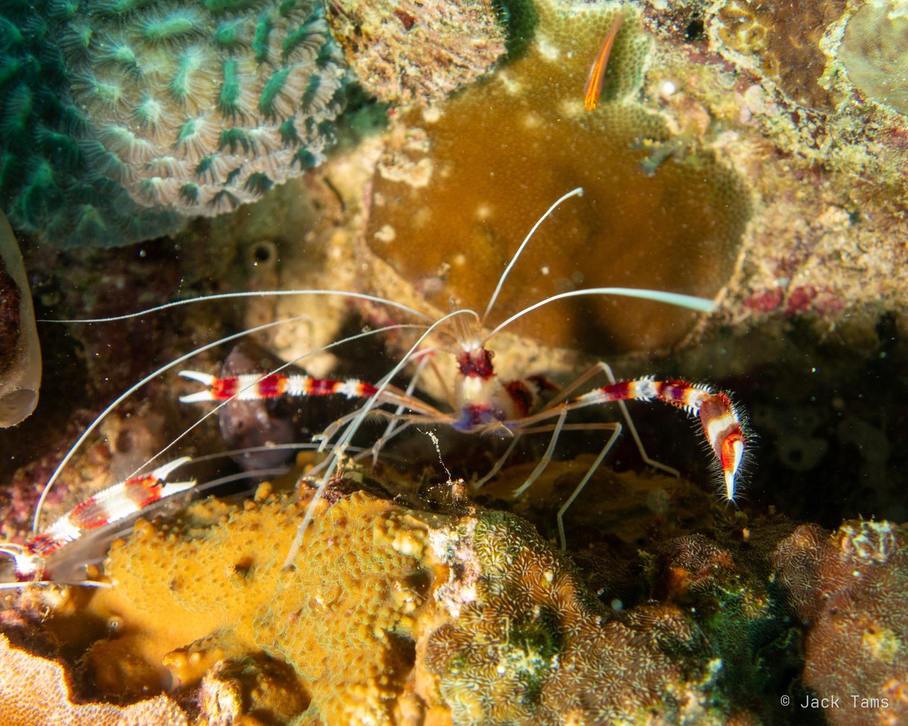 Banded coral shrimp