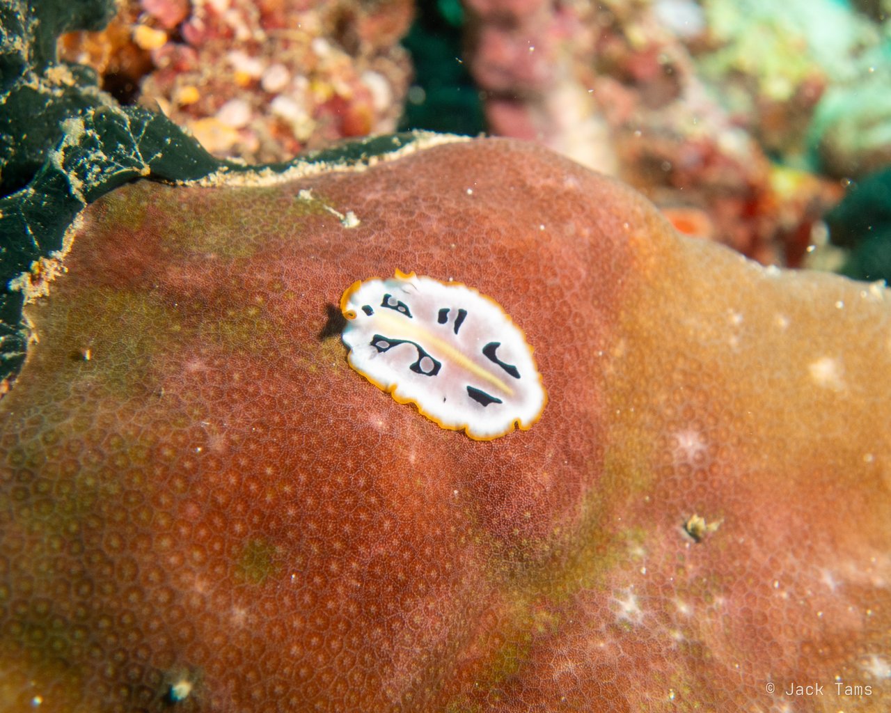Nudibranch