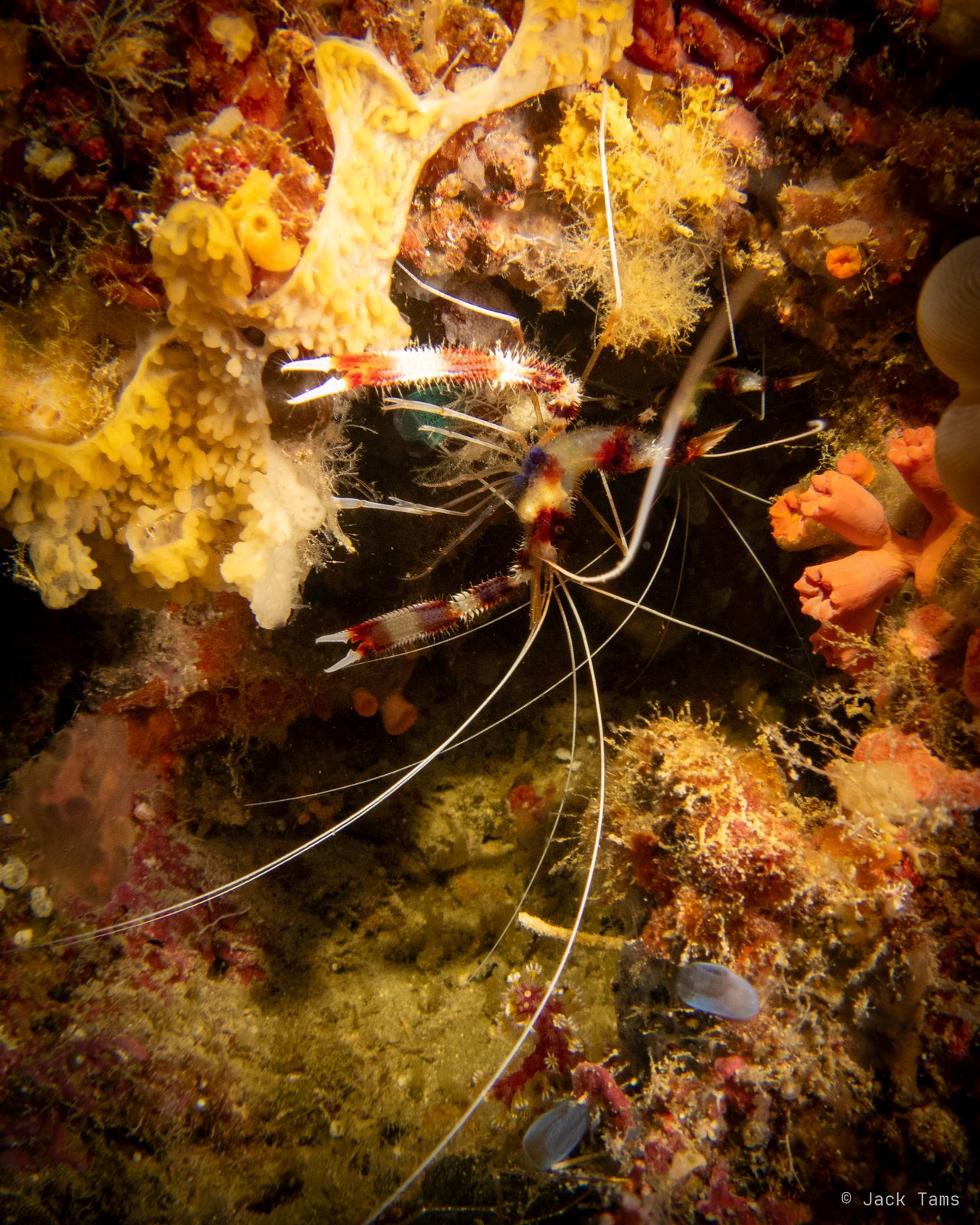 Coral shrimp