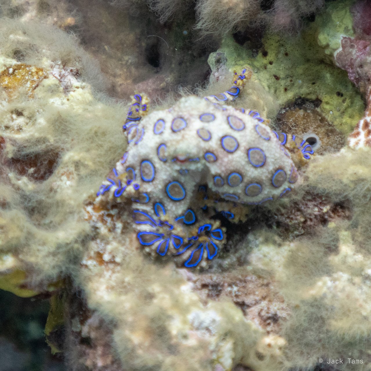 Blue-ringed octopus