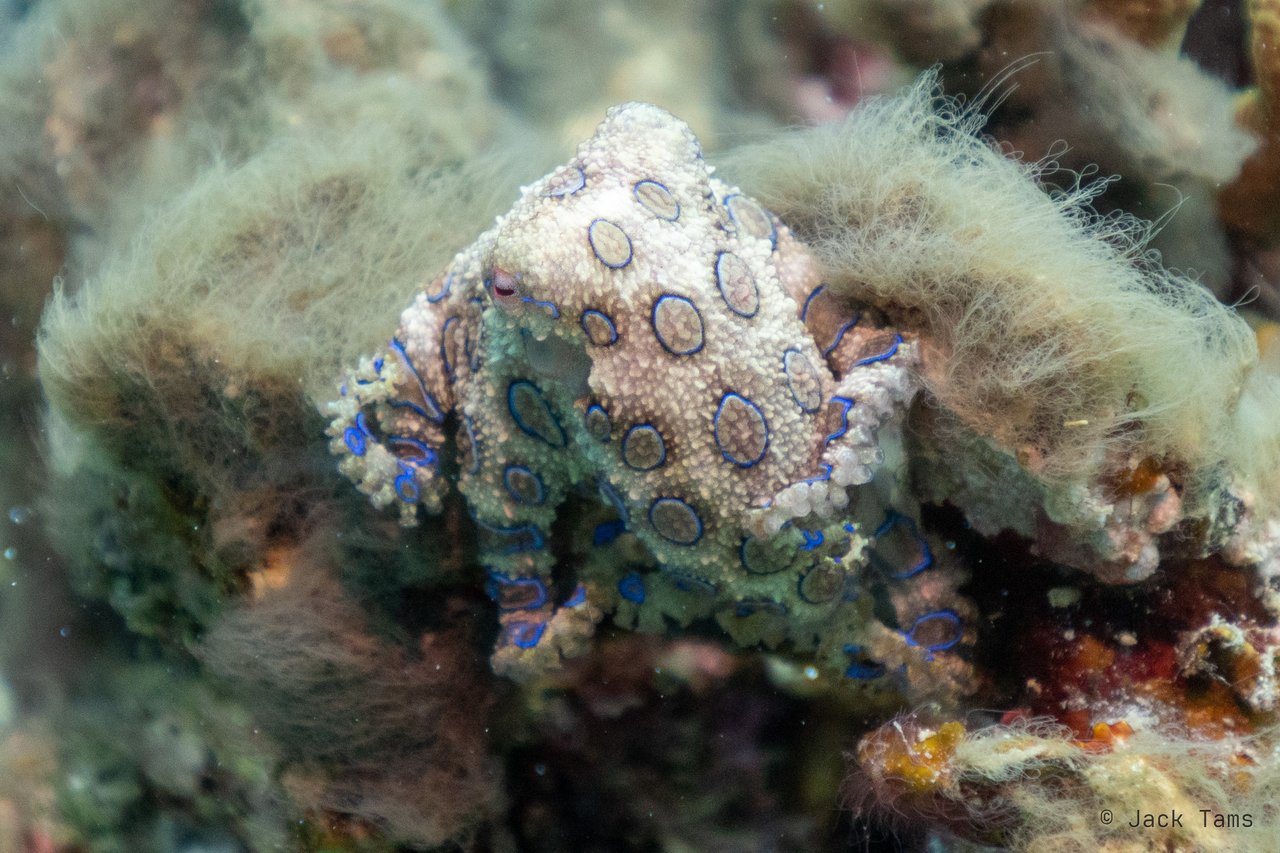 Blue-ringed octopus