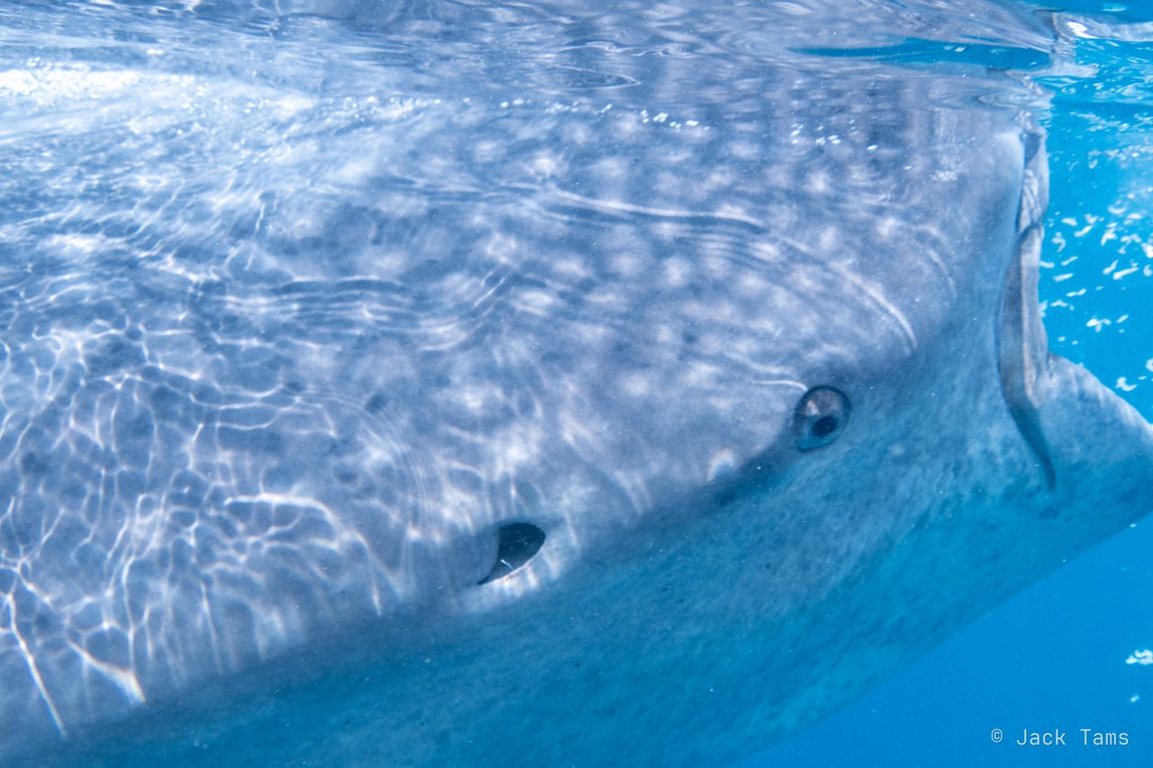 Whale shark