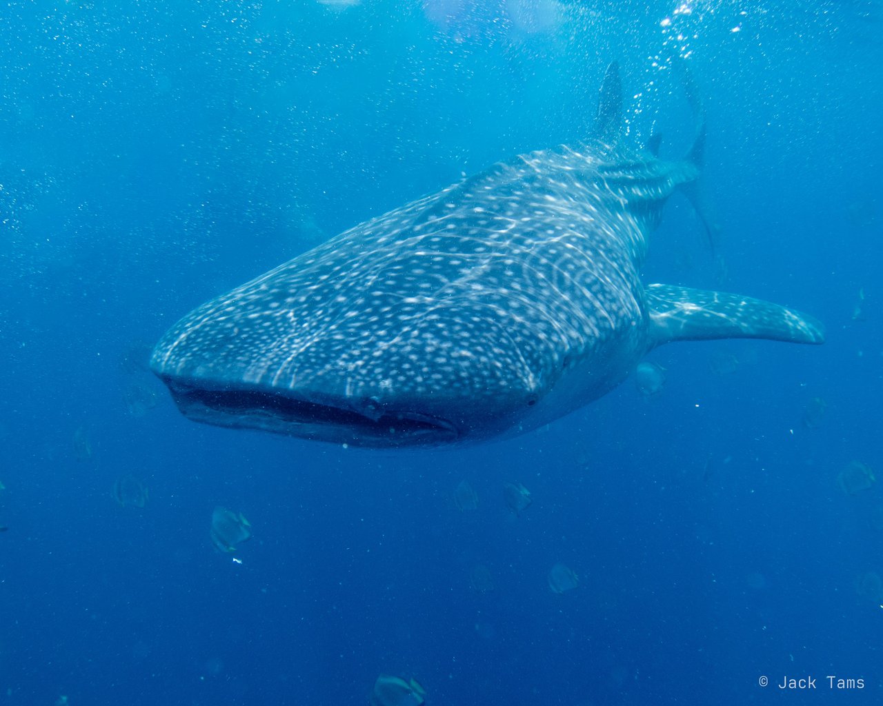 Whale shark
