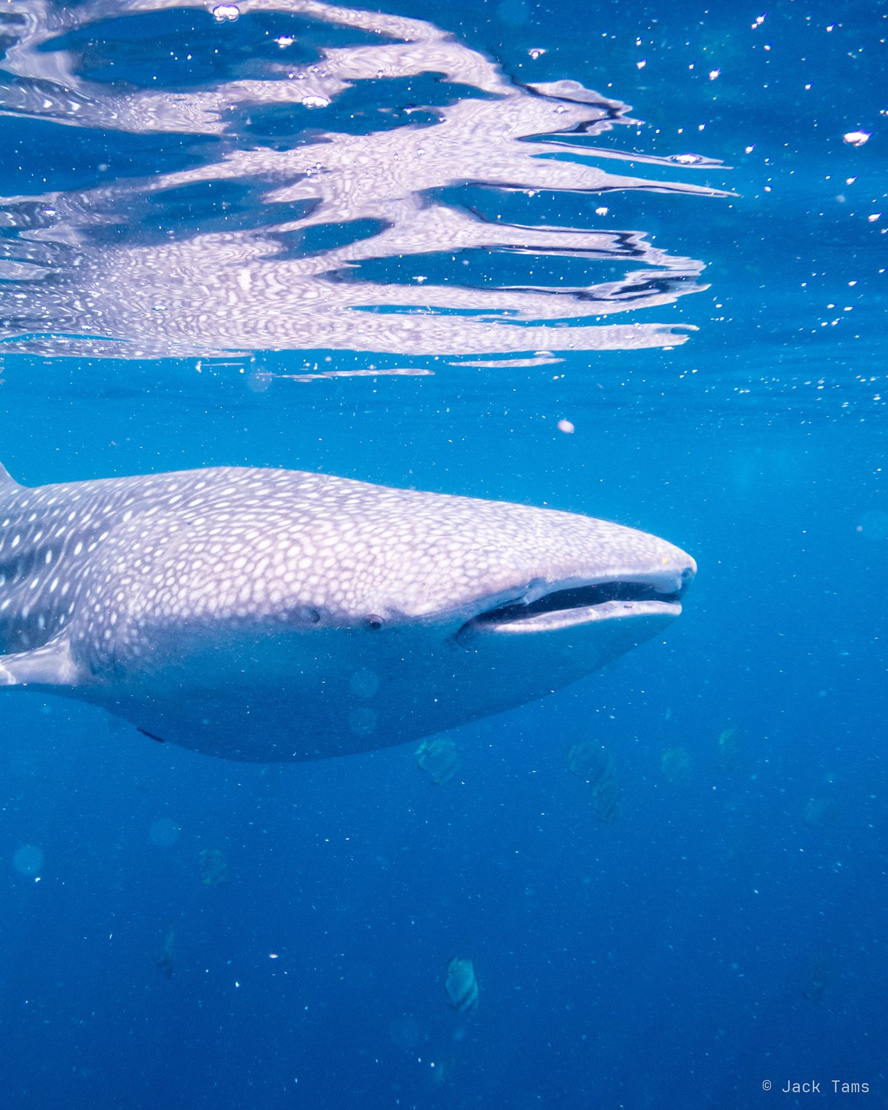 Whale shark