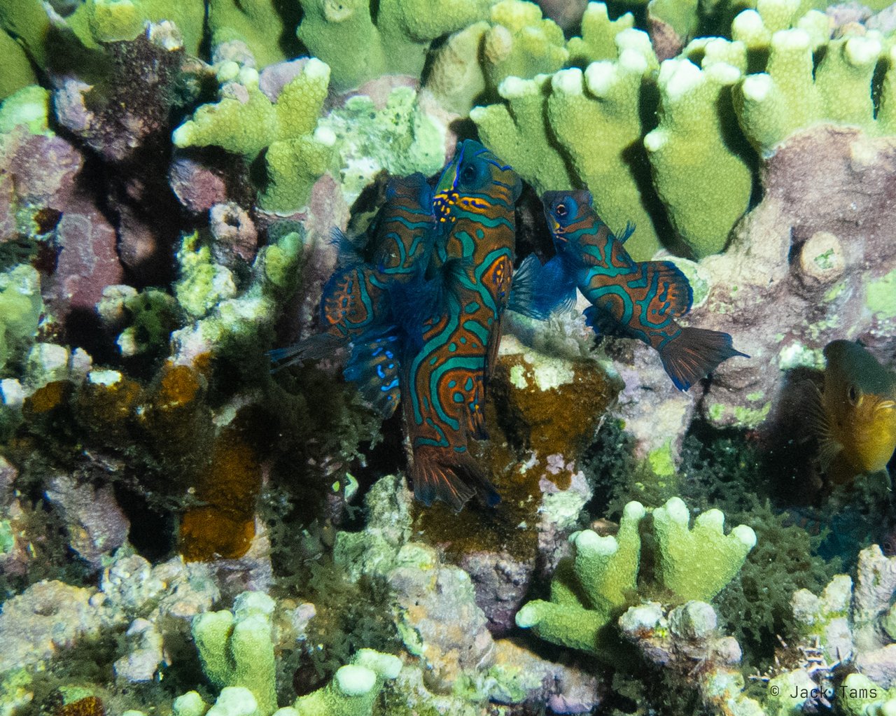 Mandarinfish