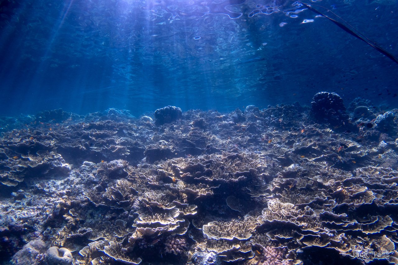Light on the reef